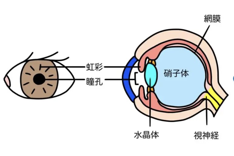 虹彩　瞳孔